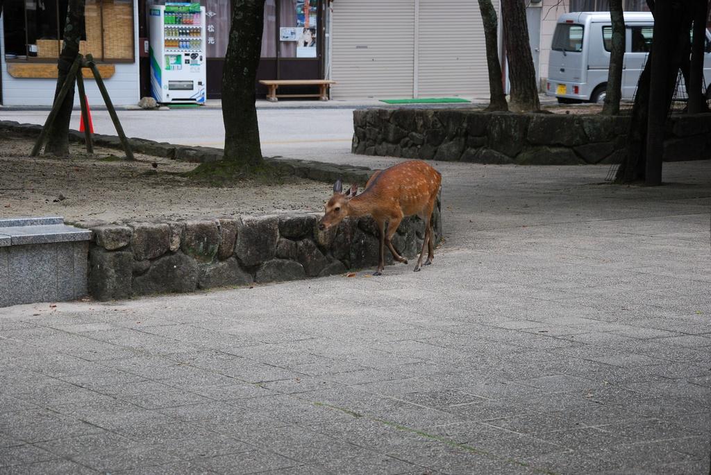 DSC_0135.JPG