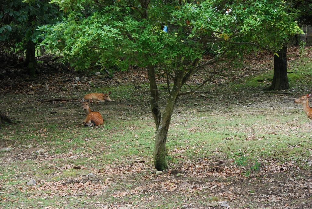 DSC_0789.JPG