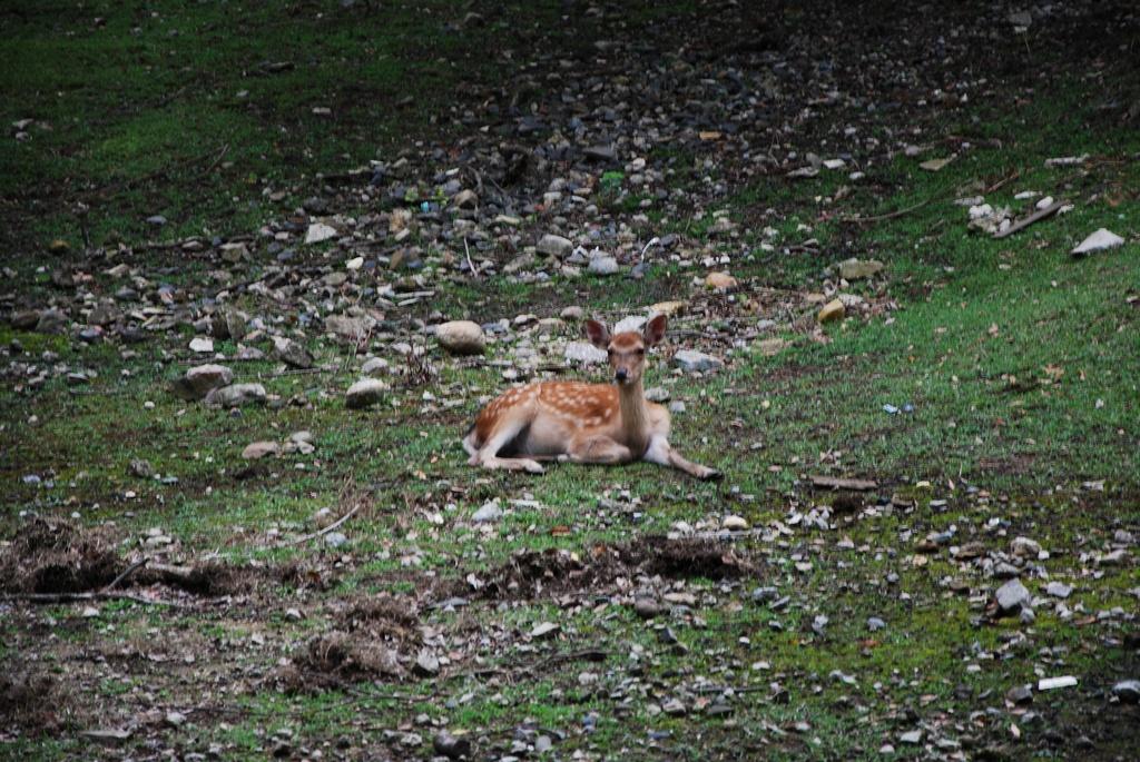DSC_0790.JPG