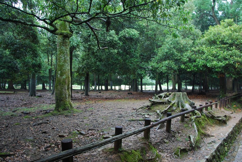 DSC_0907.JPG