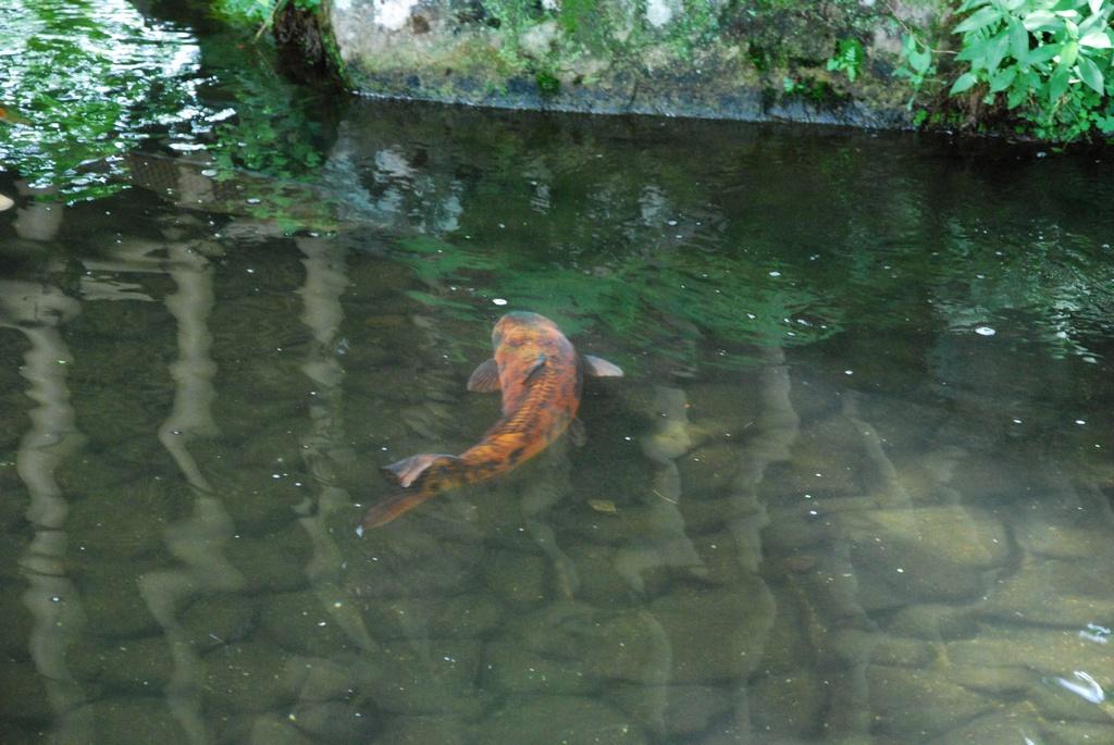 DSC_0255.JPG