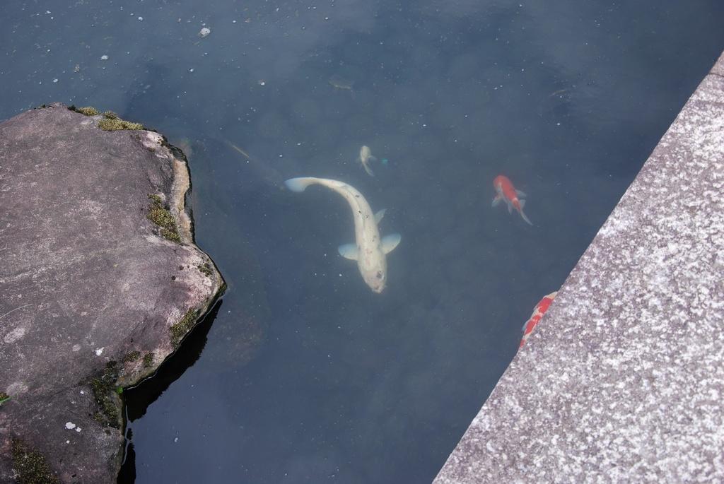 DSC_0302.JPG