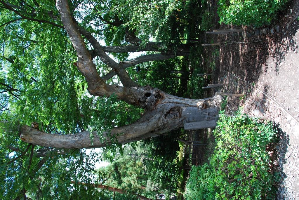 DSC_0423.JPG