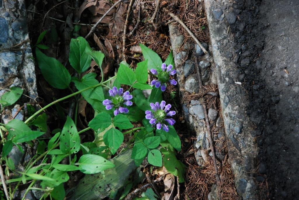 DSC_0739.JPG
