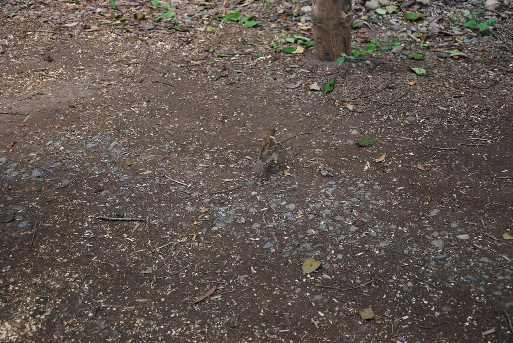 DSC_0016.JPG