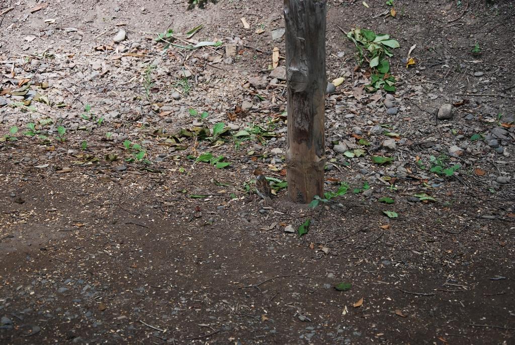 DSC_0017.JPG