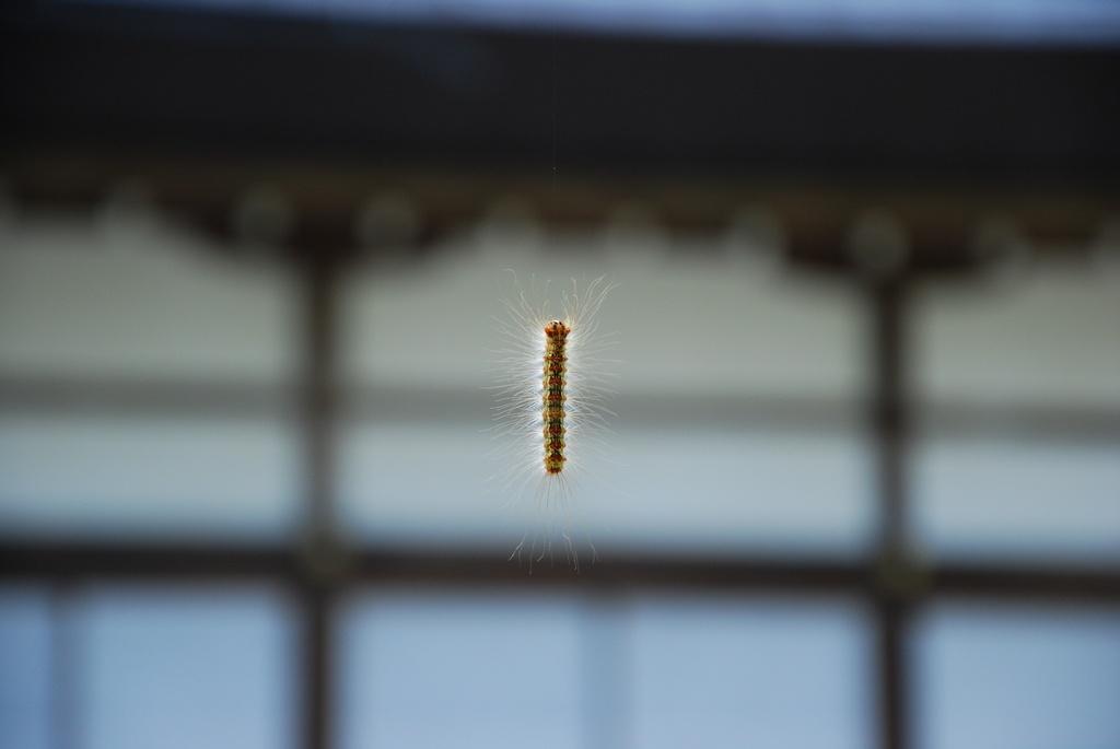 DSC_0126.JPG