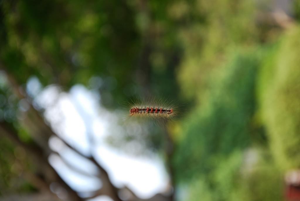 DSC_0127.JPG
