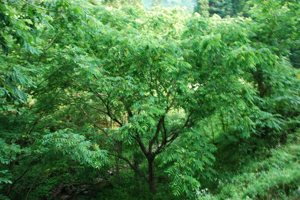 DSC_0194.JPG