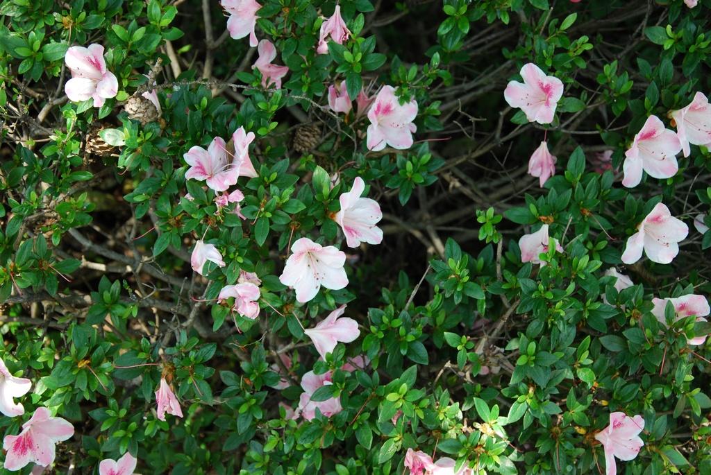 DSC_0244.JPG