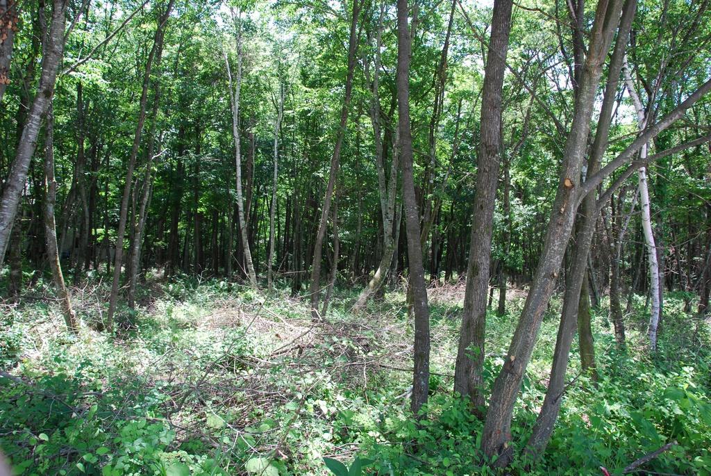 DSC_0249.JPG