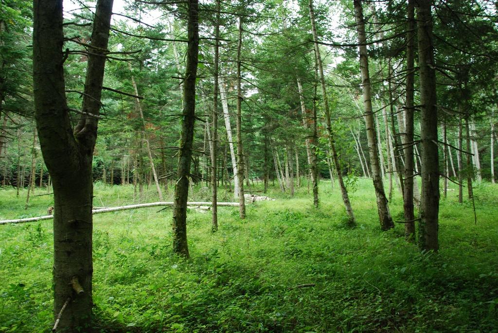 DSC_0987.JPG