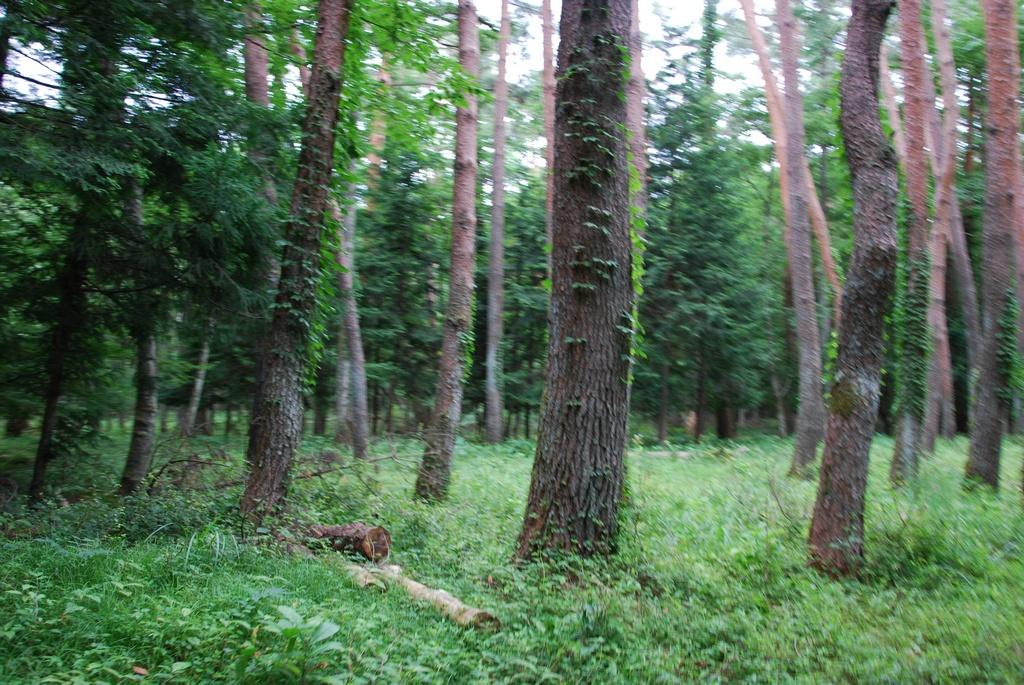 DSC_0998.JPG