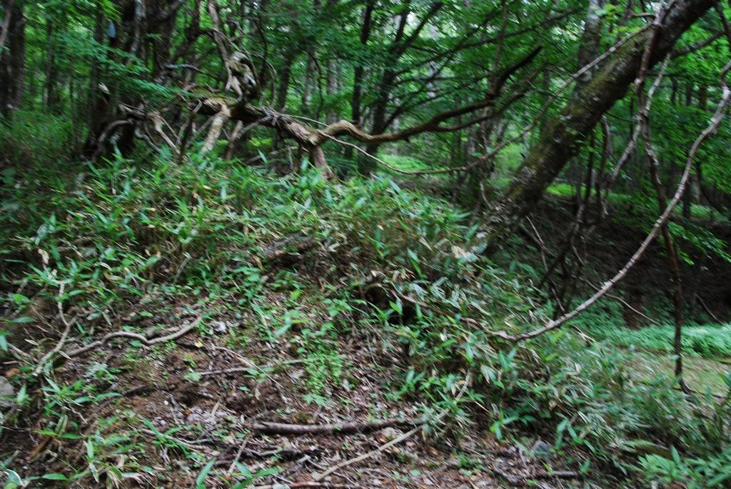 DSC_1070.JPG