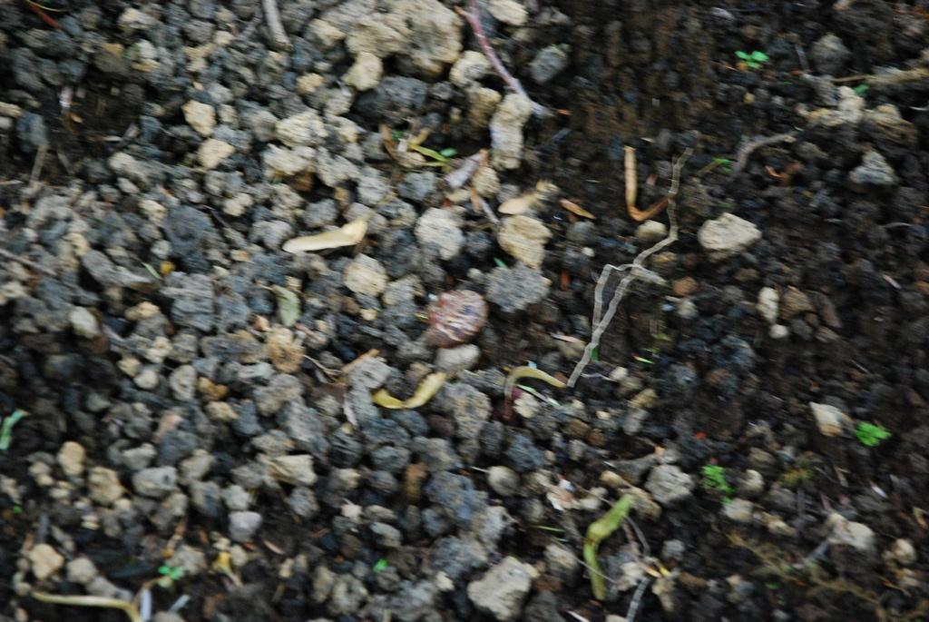 DSC_1098.JPG