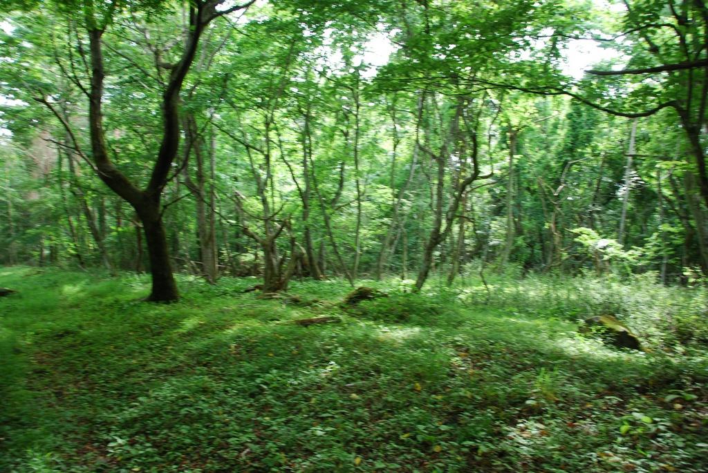 DSC_1006.JPG