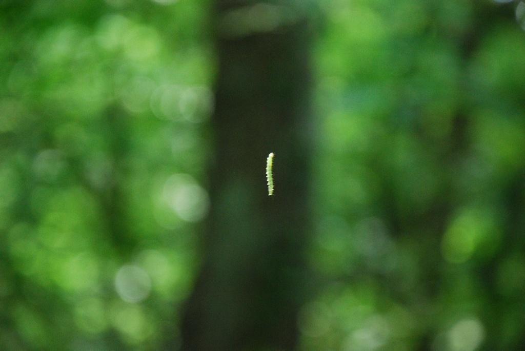 DSC_1010.JPG