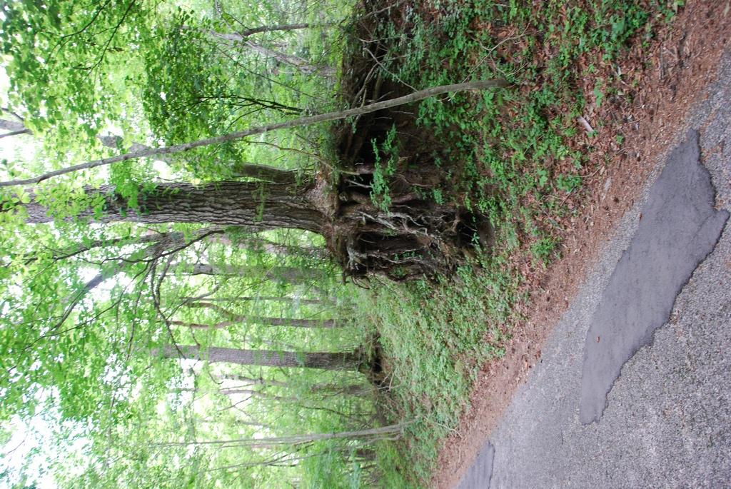 DSC_1032.JPG