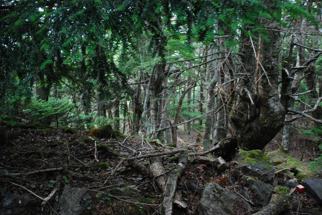 DSC_1175.JPG