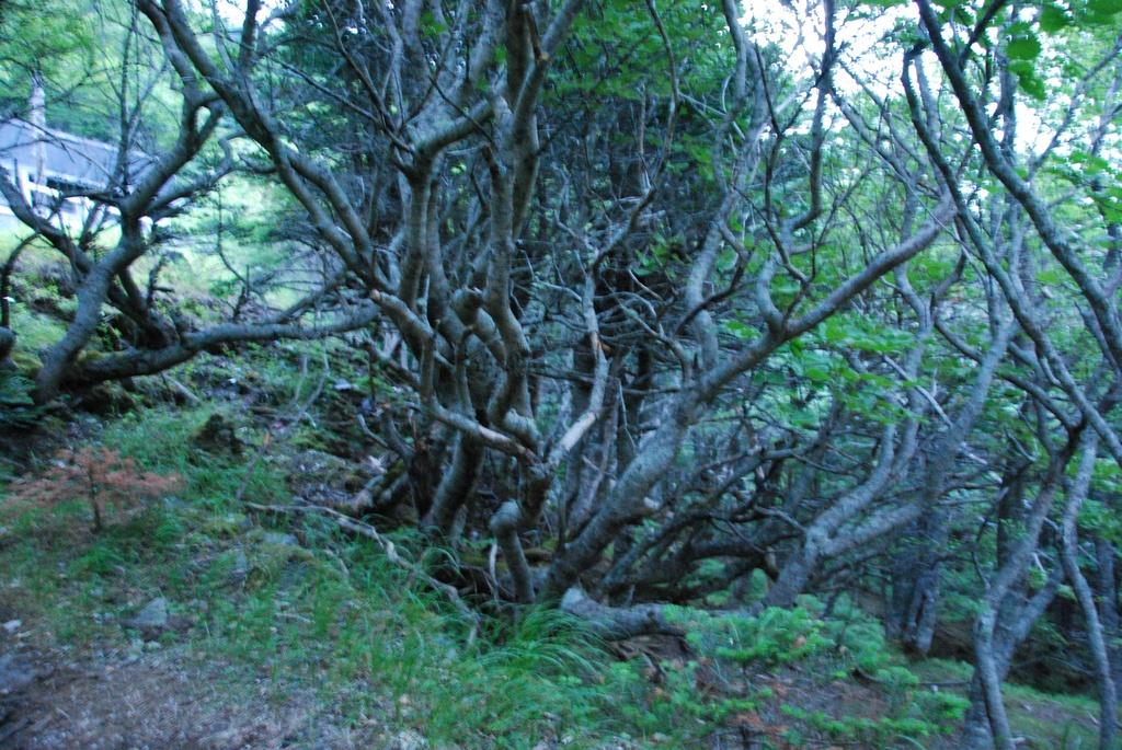 DSC_1193.JPG