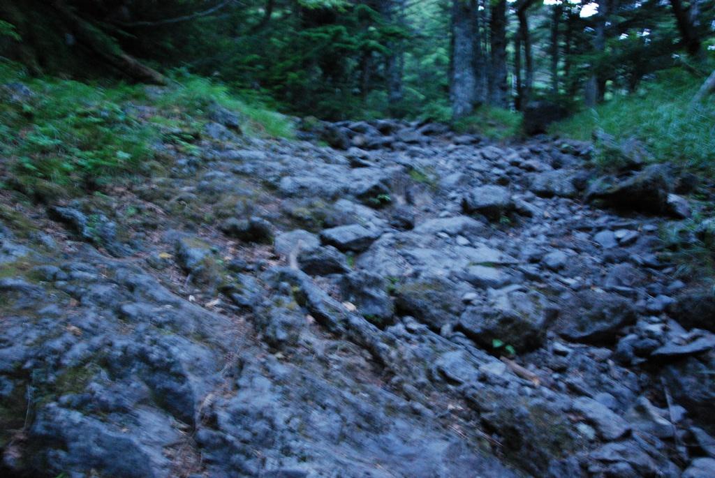 DSC_1198.JPG