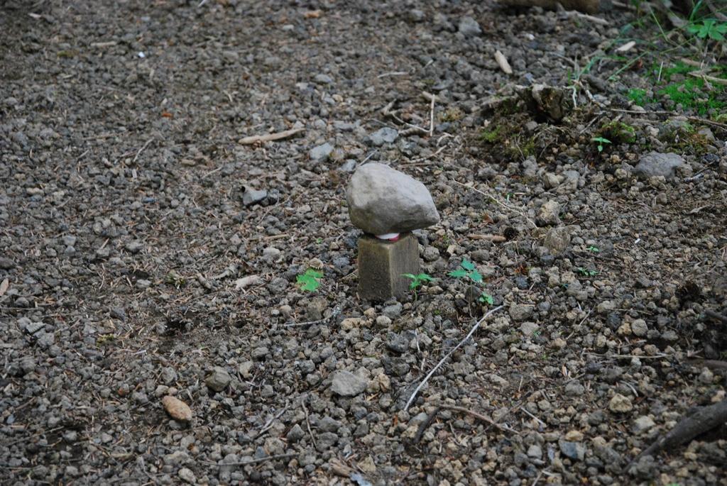 DSC_1102.JPG